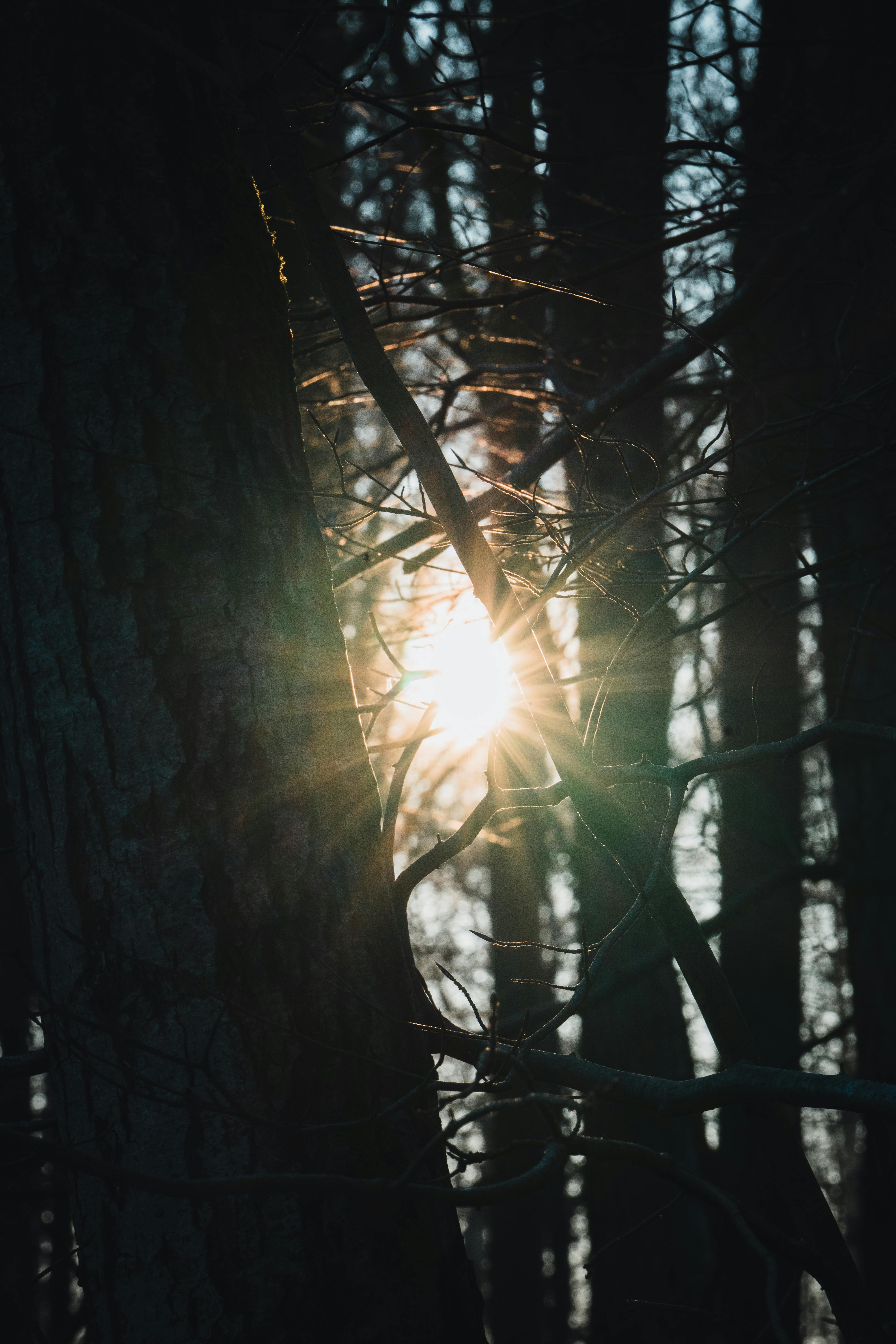 gratis Het zonlicht filtert door de hoge bomen van het bos en creëert een magische, serene sfeer. Stockfoto