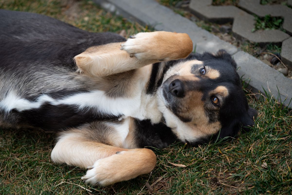 Happy dog playing on a lush green backyard lawn