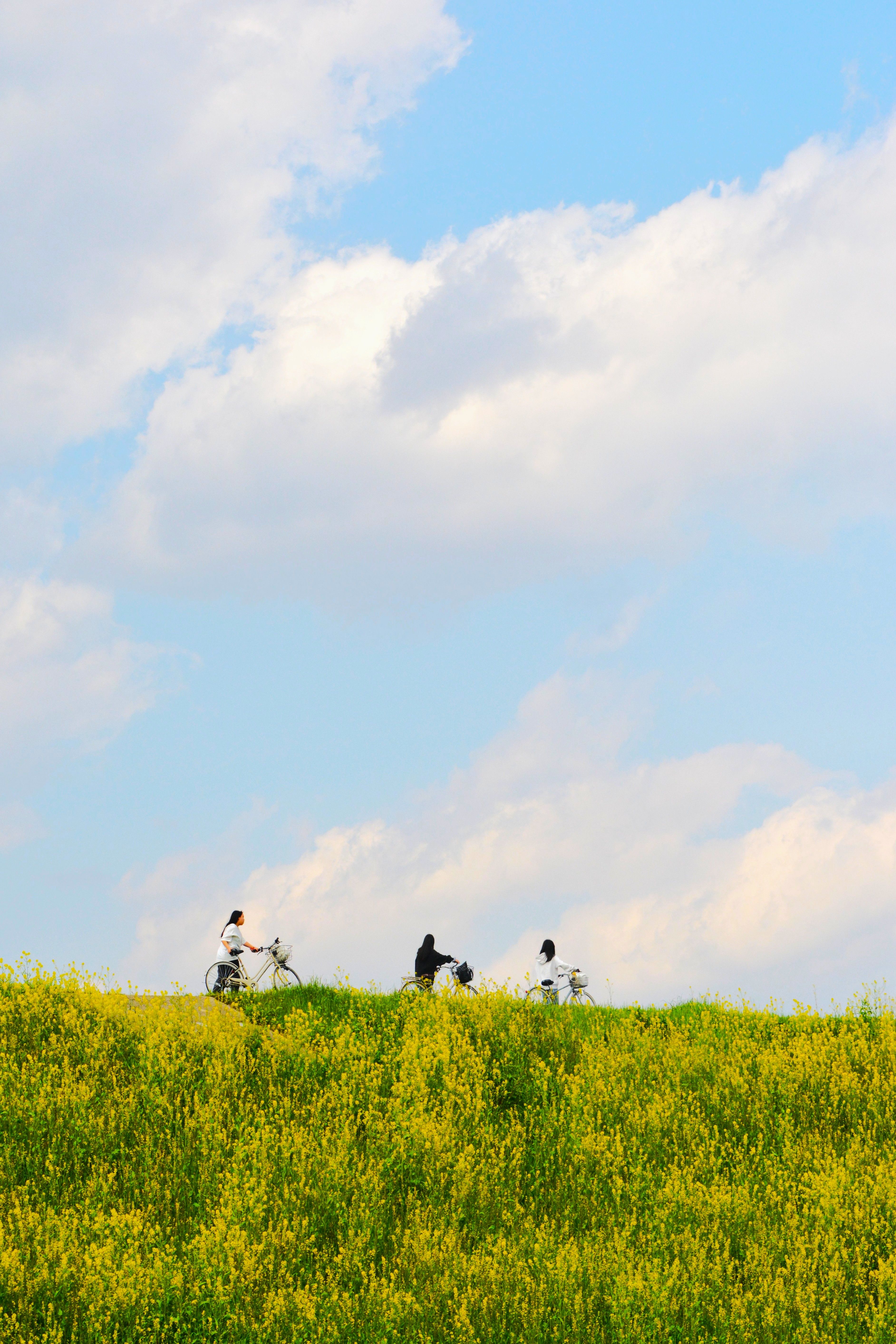 Three cyclists ride across a vibrant flower-filled meadow under a bright blue sky.