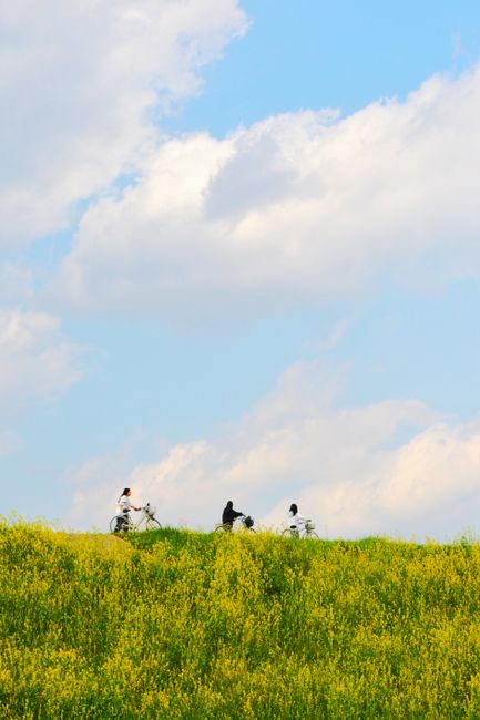 Three cyclists ride across a vibrant flower-filled meadow under a bright blue sky.