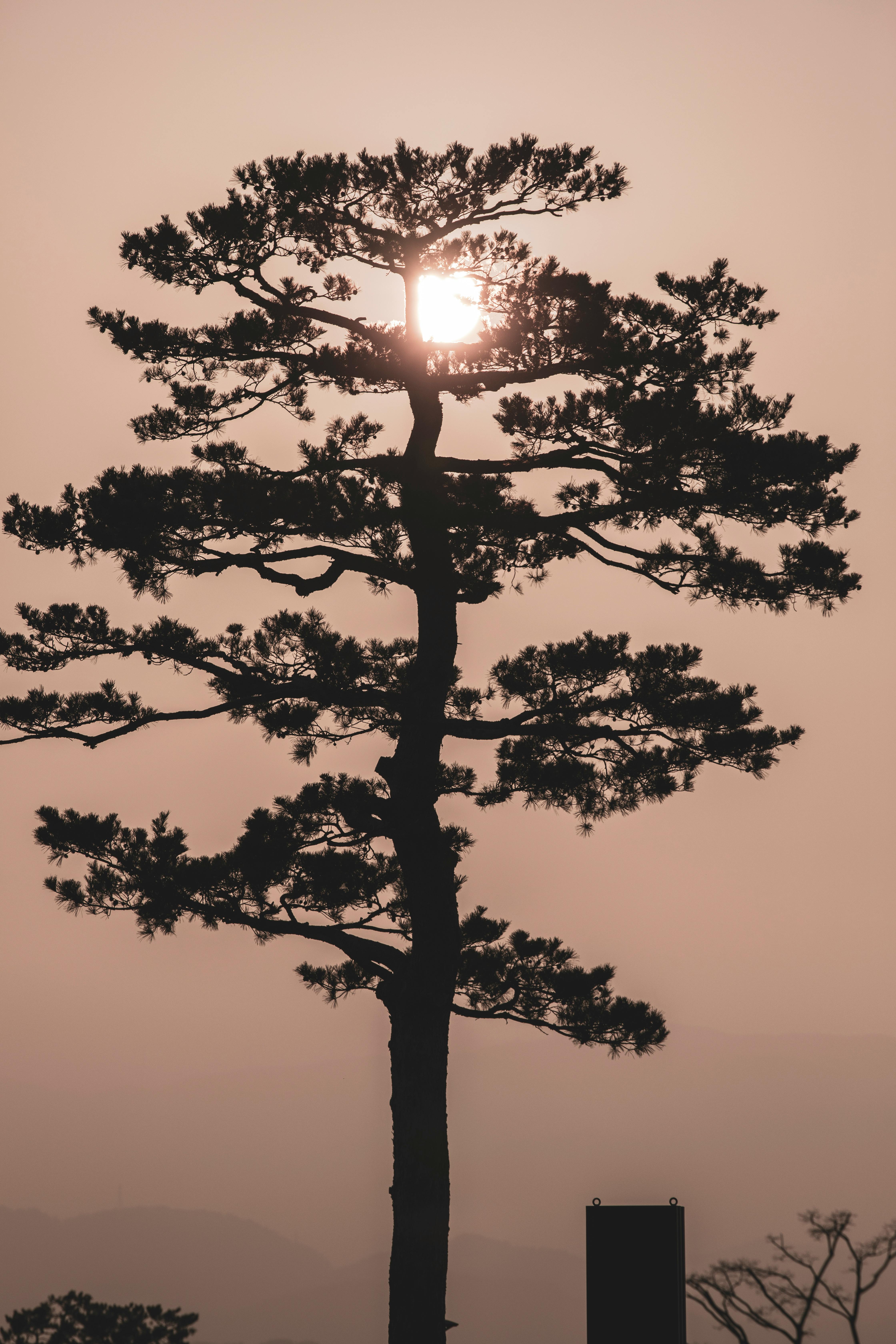 ฟรี ภาพทิวทัศน์อันงดงามของต้นสนโดดเดี่ยวที่ปรากฏเป็นเงาตัดกับท้องฟ้าสีอบอุ่นยามพระอาทิตย์ตกดิน สร้างบรรยากาศธรรมชาติอันสงบเงียบ คลังภาพถ่าย
