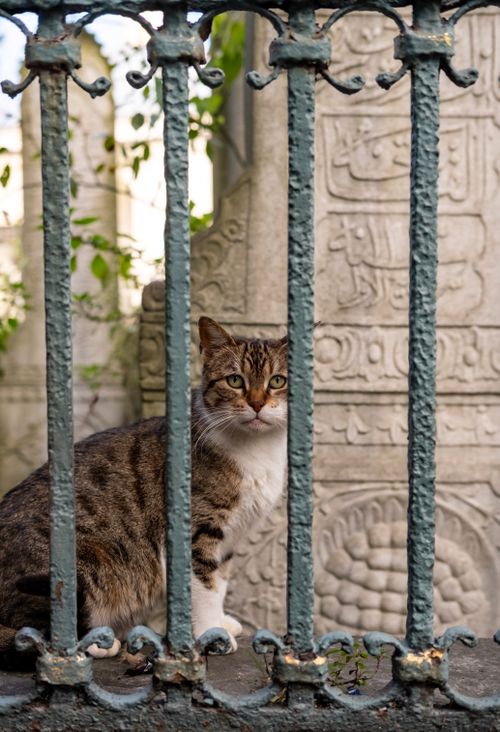 Free Tabby cat sits behind ornate wrought iron fence amidst historical stone carvings, creating a serene scene. Stock Photo