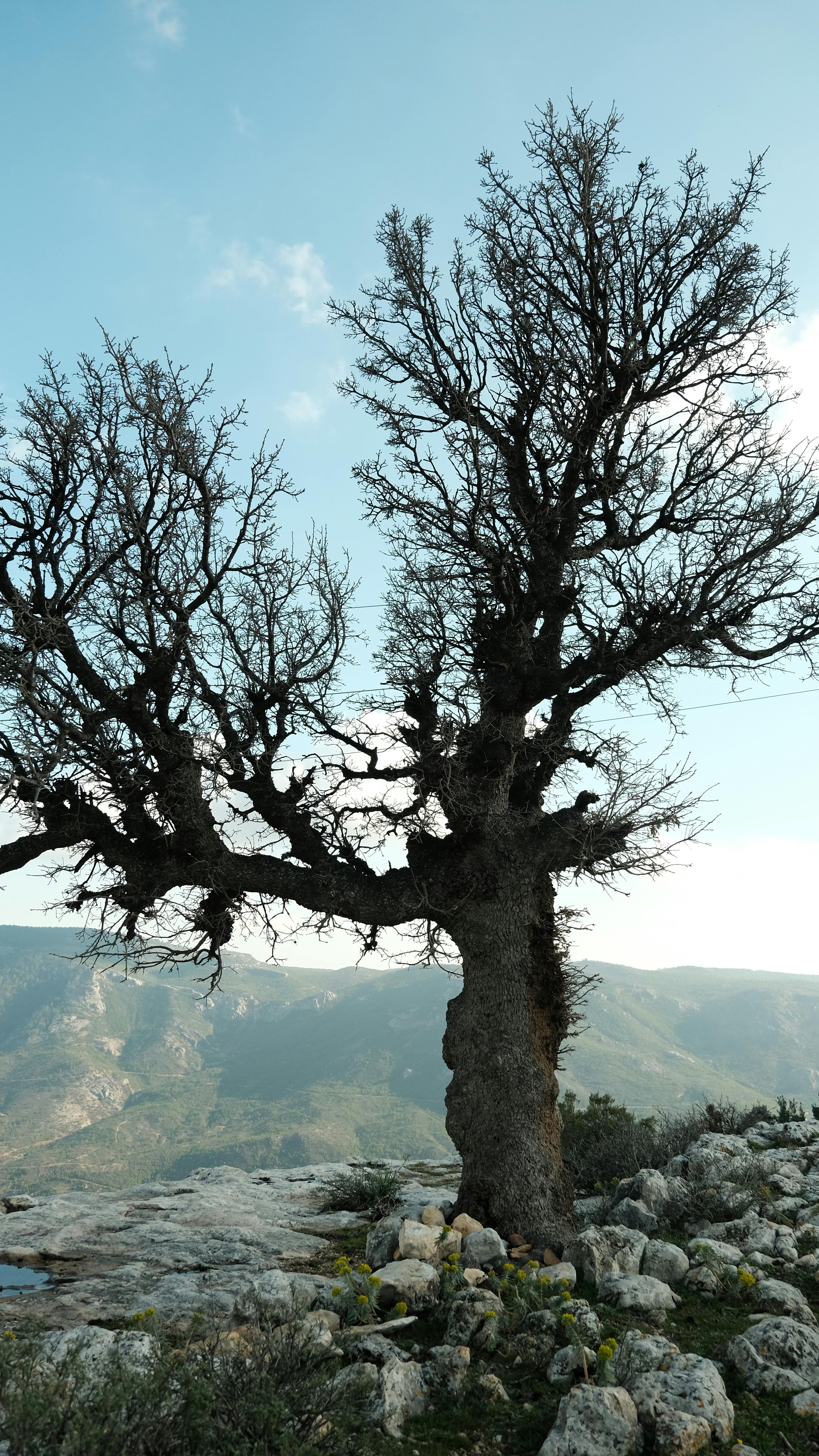 A solitary tree stands against a mountainous backdrop, exuding natural beauty.