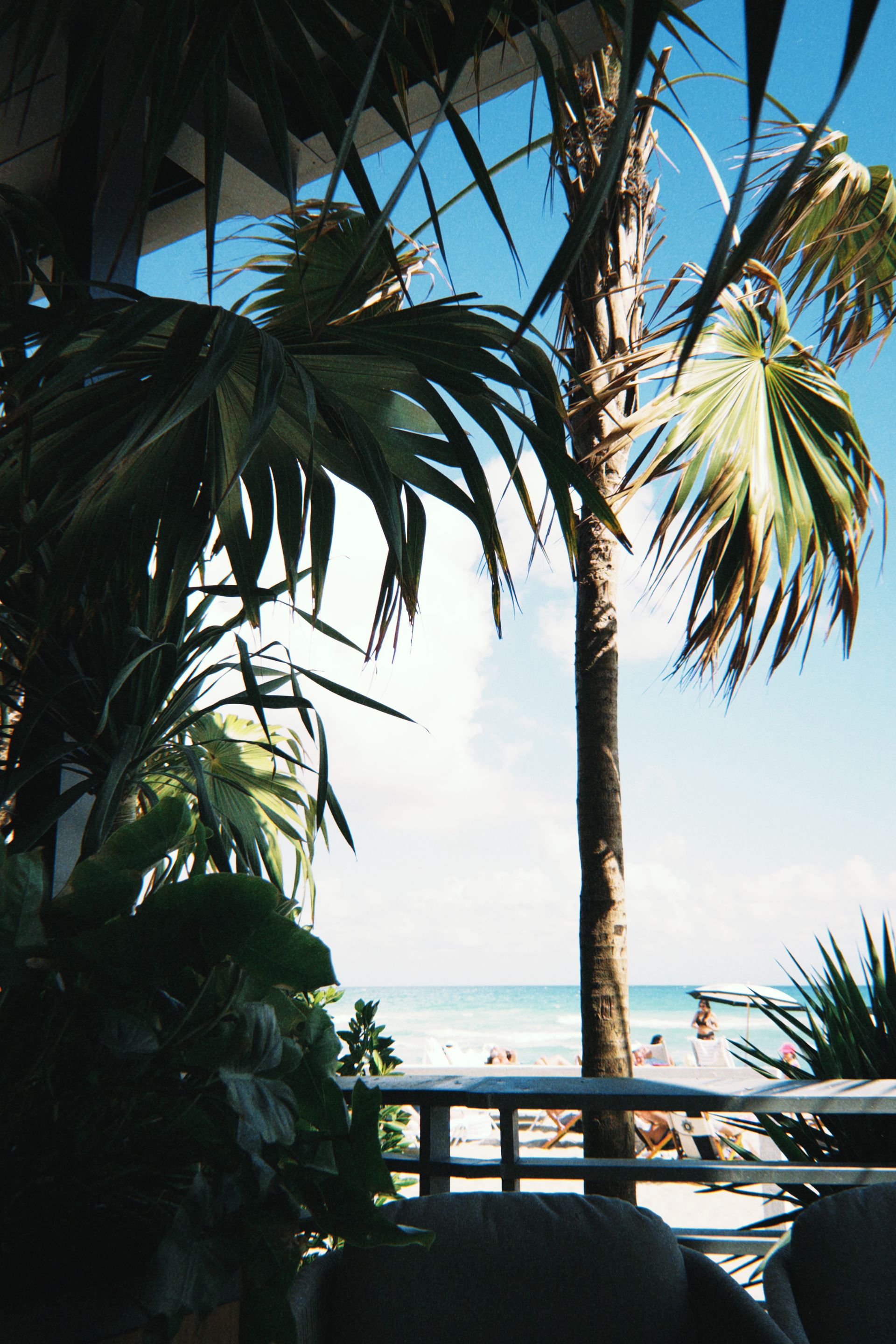 Serene view of a beach framed by lush palm leaves in Boca Raton