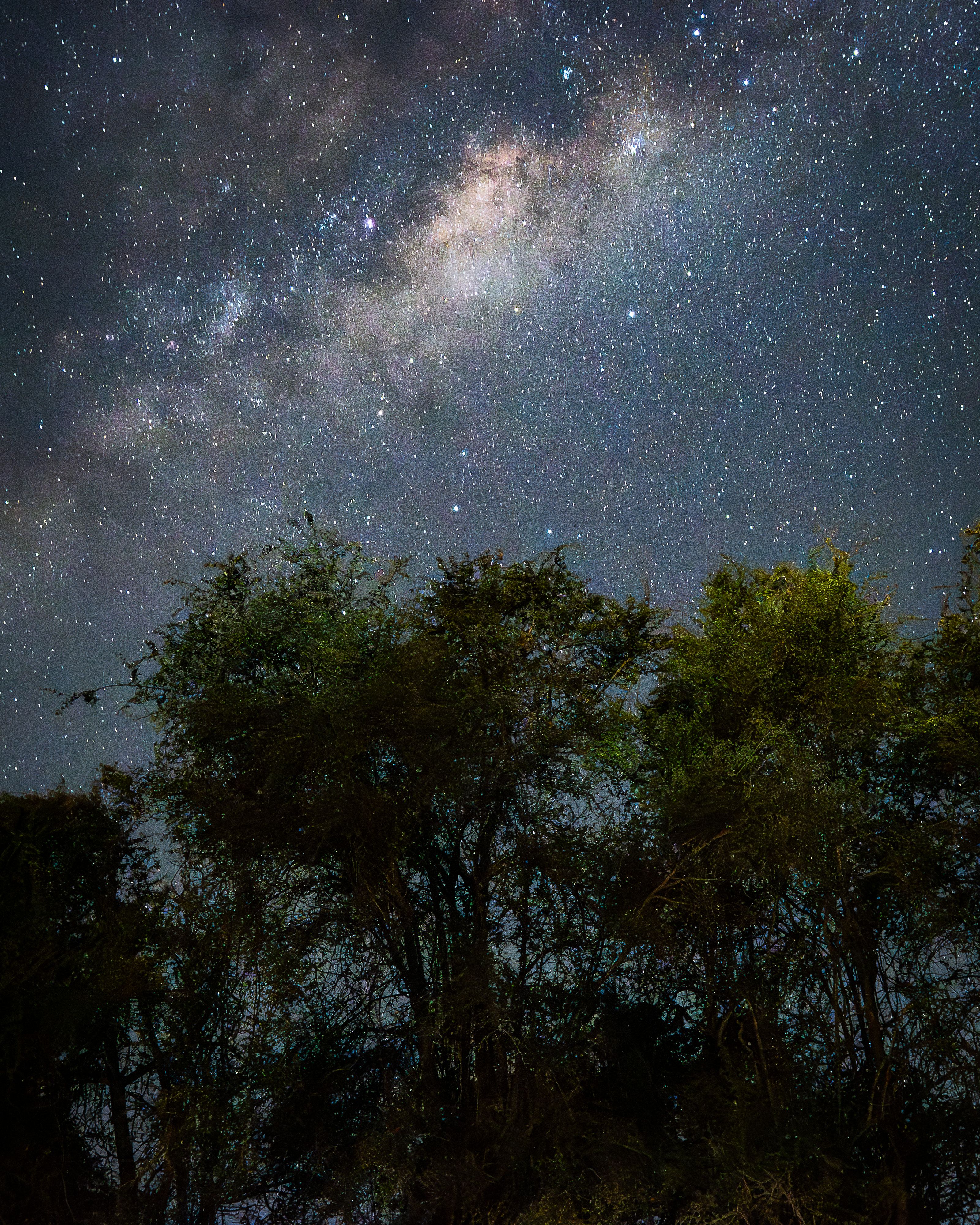 A breathtaking view of the Milky Way galaxy shining brightly over trees in South Africa.