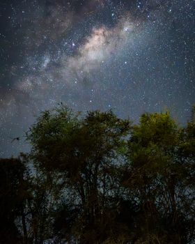A breathtaking view of the Milky Way galaxy shining brightly over trees in South Africa.