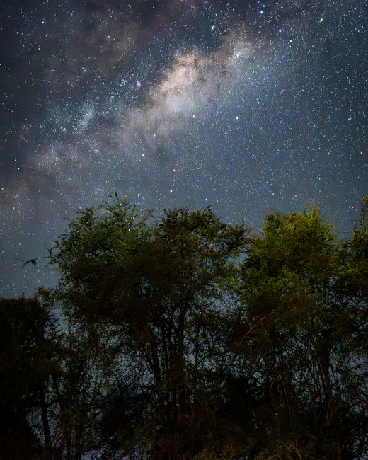 A breathtaking view of the Milky Way galaxy shining brightly over trees in South Africa.