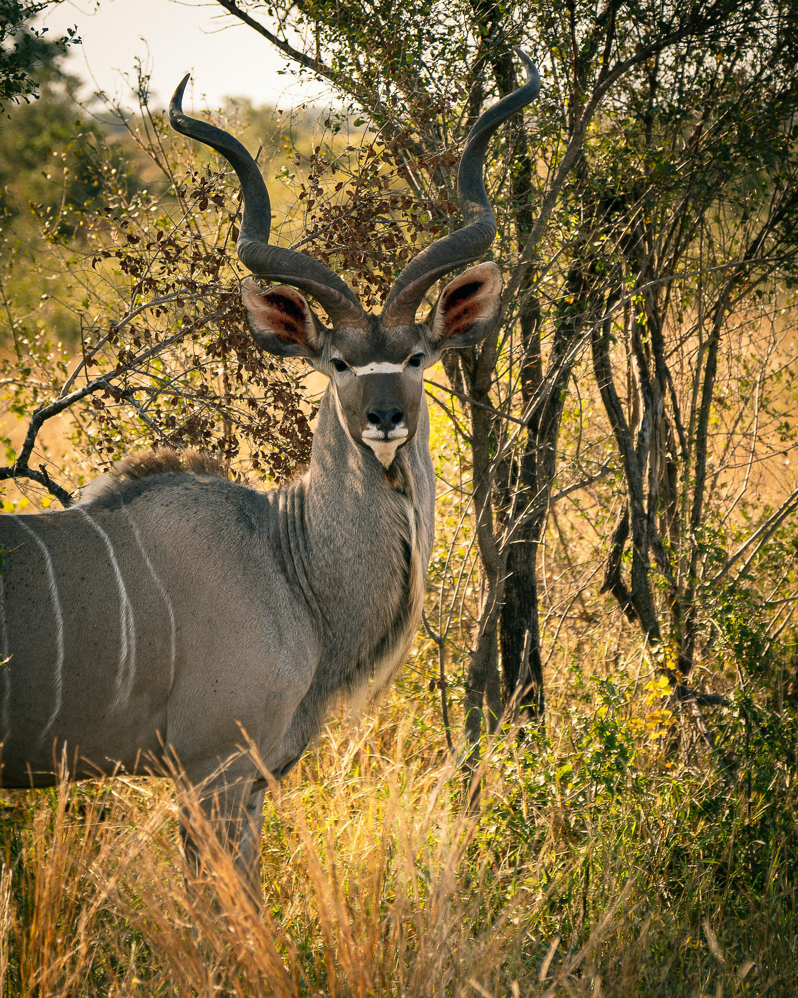A stunning male Greater Kudu spotted in the wild, showcasing its impressive spiraled horns amidst the South African bush.