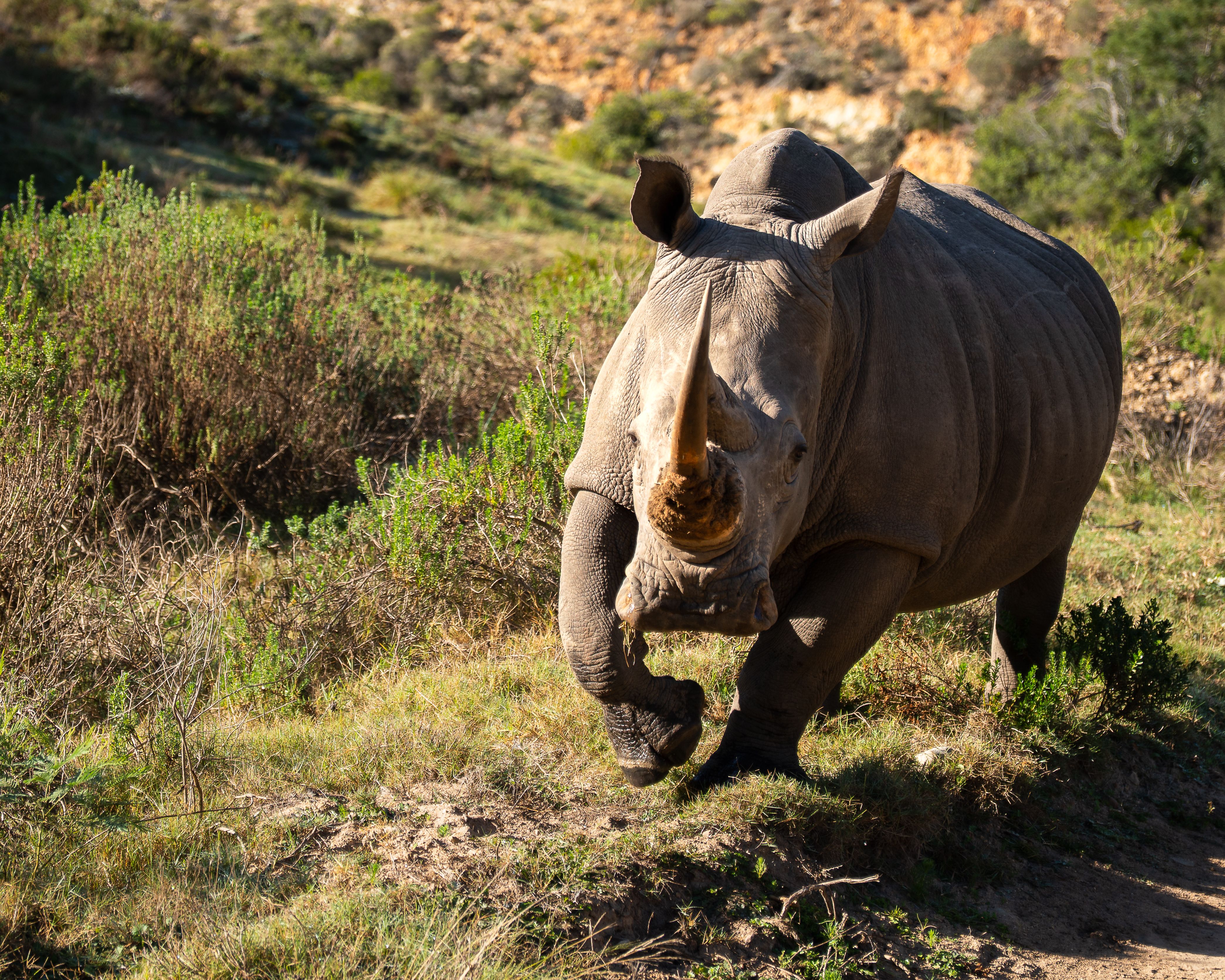 Majestic Rhinoceros on South African Safari · Free Stock Photo