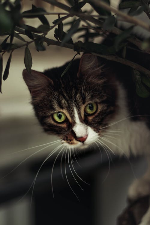木の枝に茶色のぶち猫