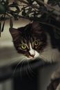 一只虎斑猫绿眼睛透过树叶窥视的特写镜头，捕捉到了它好奇的瞬间