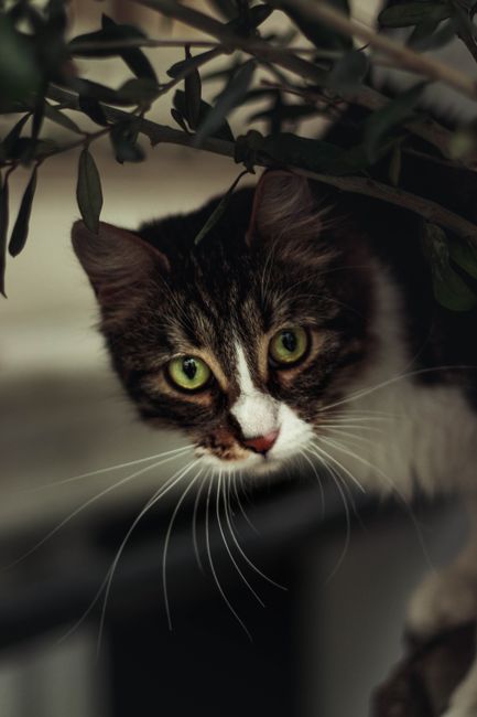 animal removal near me Trabuco Canyon animal removal Trabuco Canyon