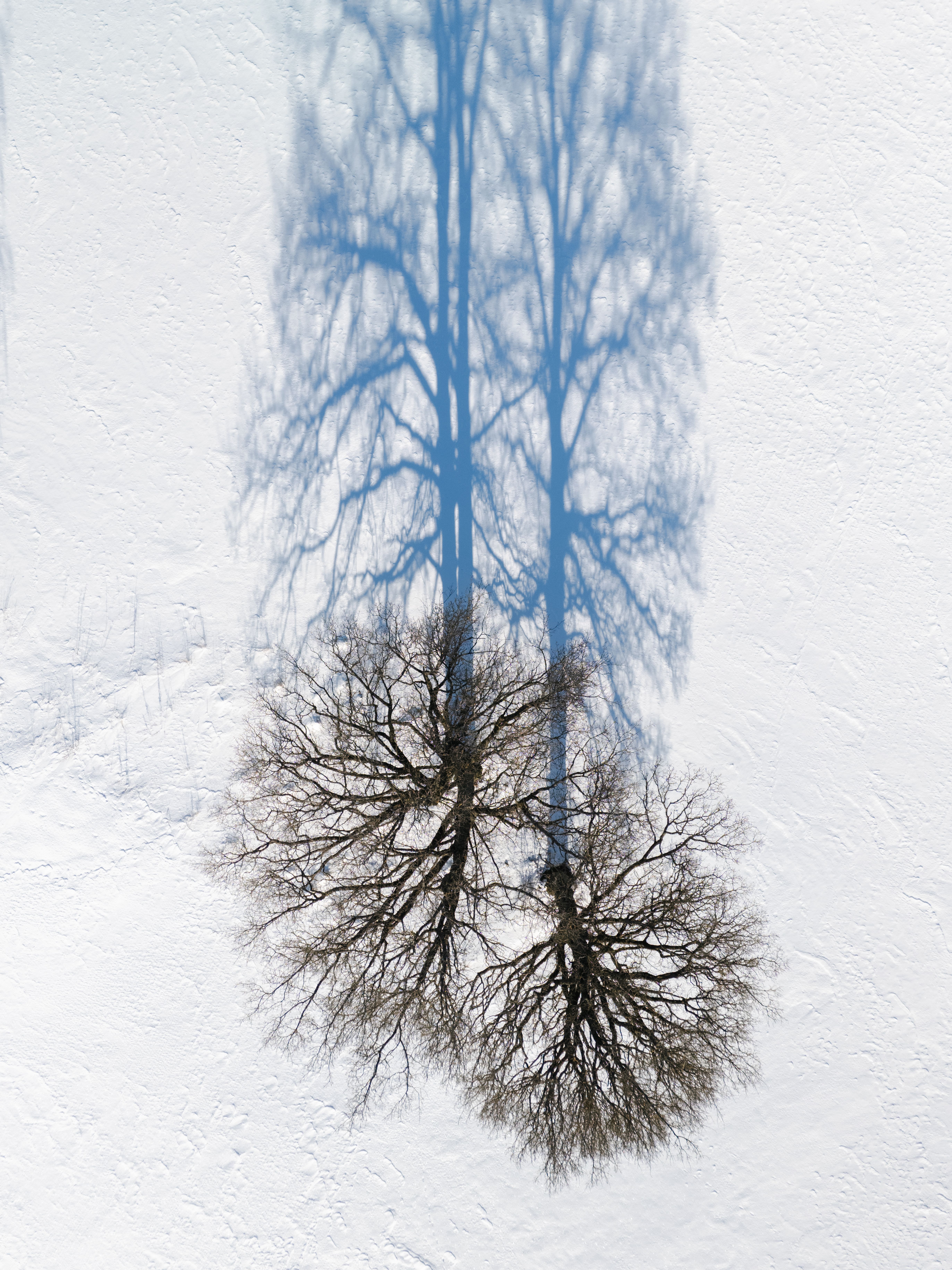 Aerial View of Tree Shadows on Snowy Landscape · Free Stock Photo