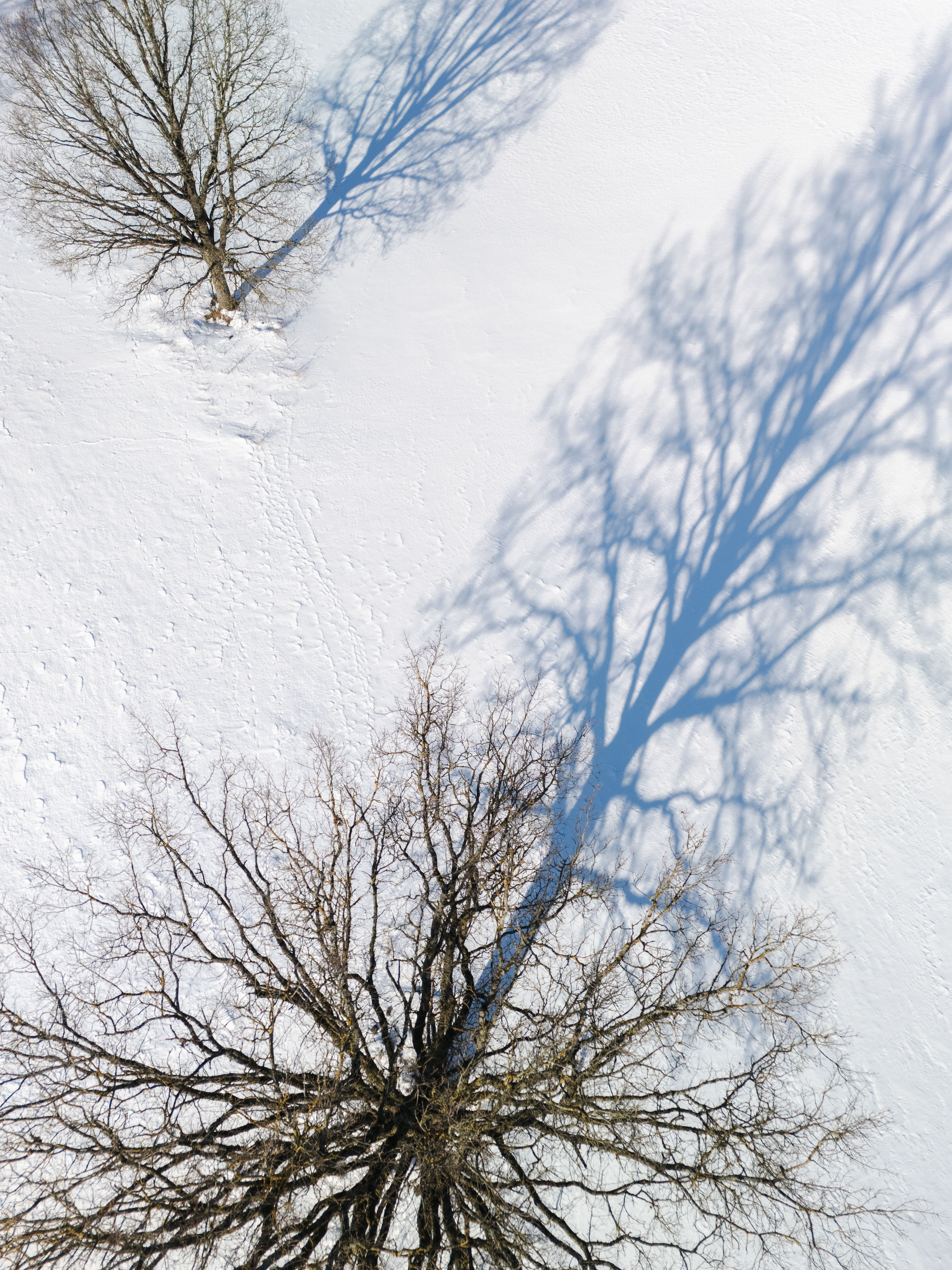 Aerial View of Bare Trees Casting Shadows on Snow · Free Stock Photo