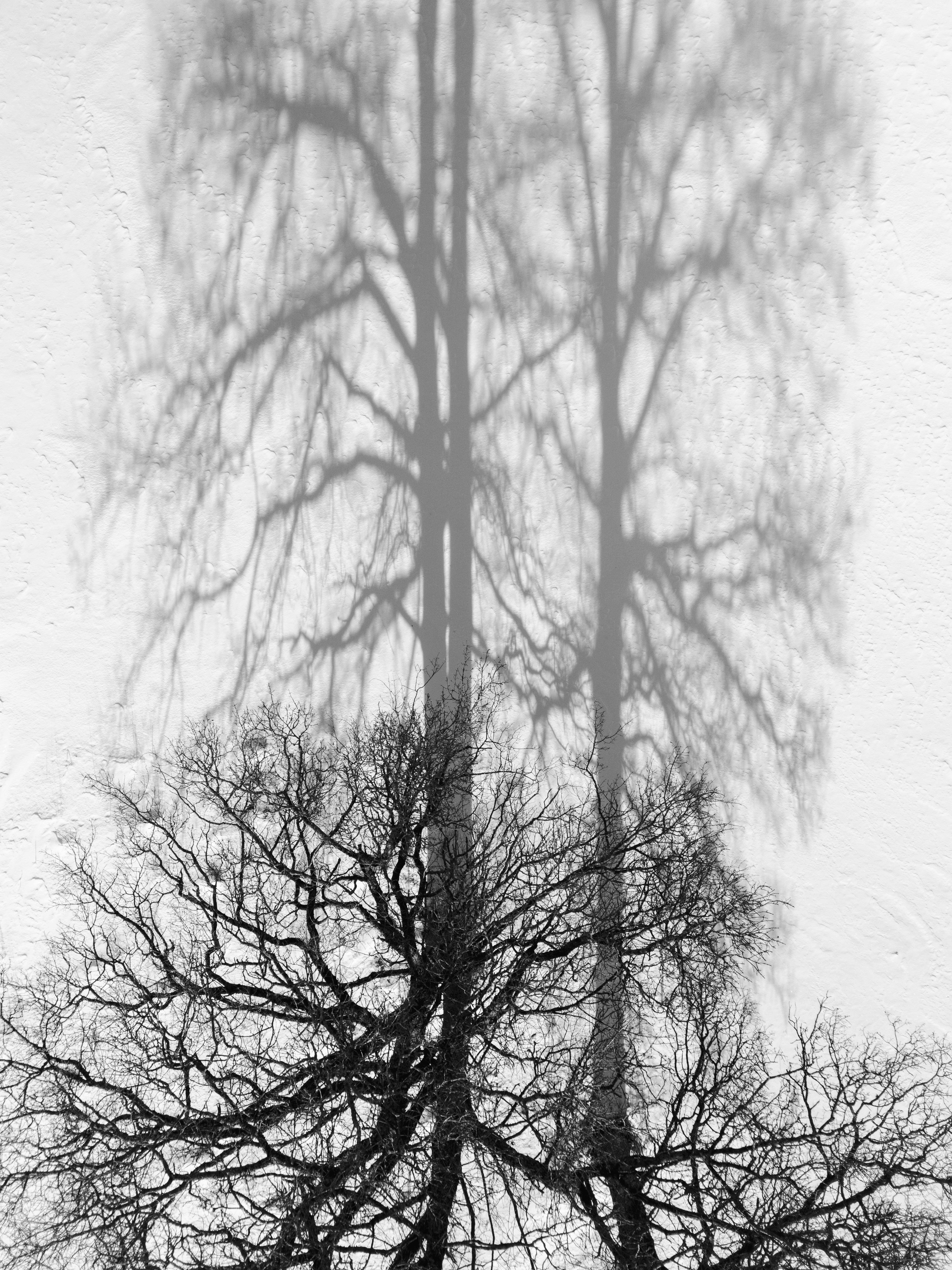 Monochrome aerial view of leafless trees casting shadows on snow-covered ground.
