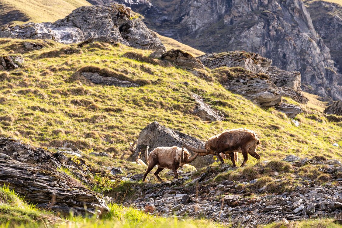 Goat Clashing Wild Mountain Goats Battling in French Alps · Free Stock Photo