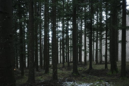 A tranquil view of a dense pine forest capturing light filtering through the trees.