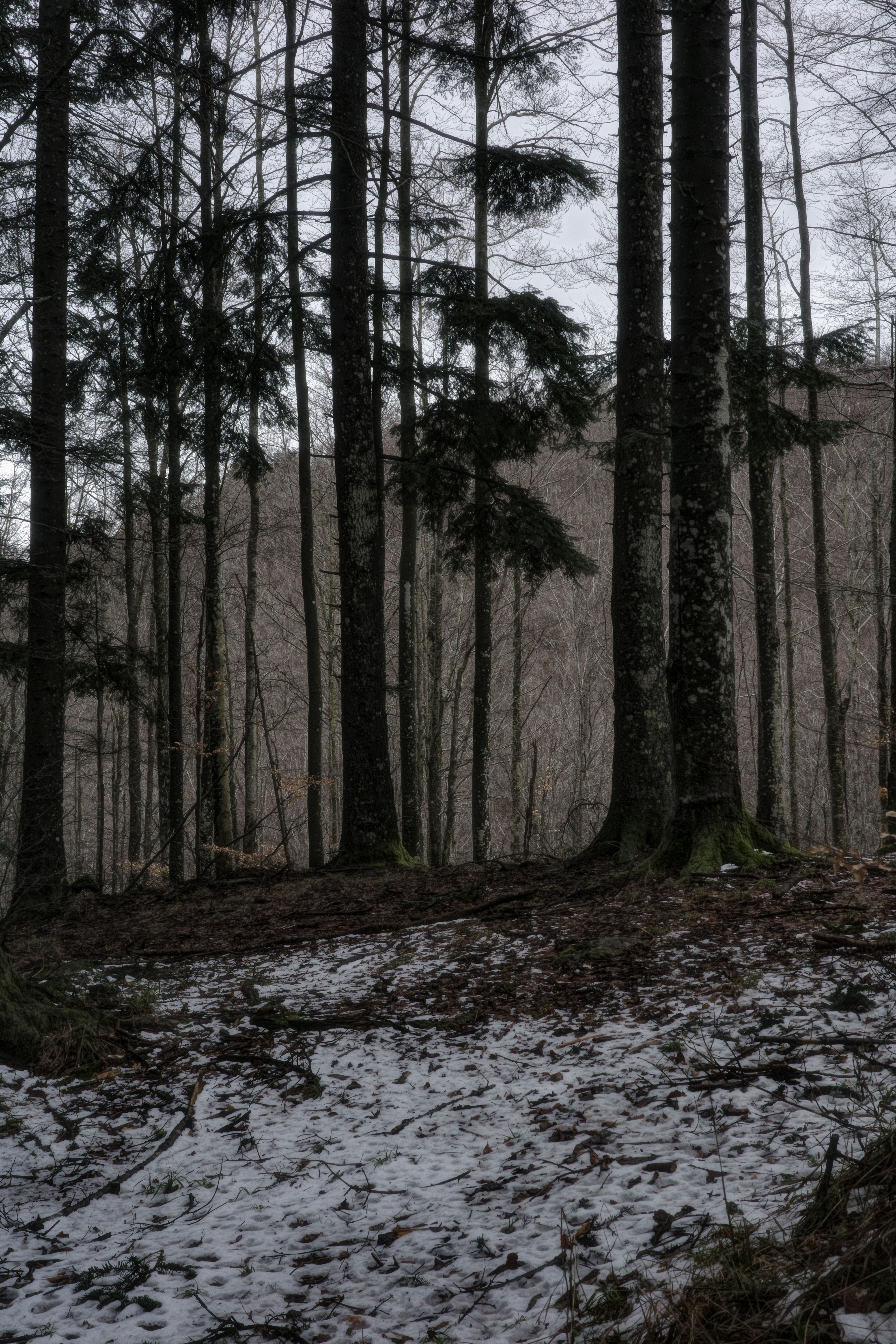 Escena De Bosque Invernal Con Nieve Y árboles Altos · Foto de stock ...