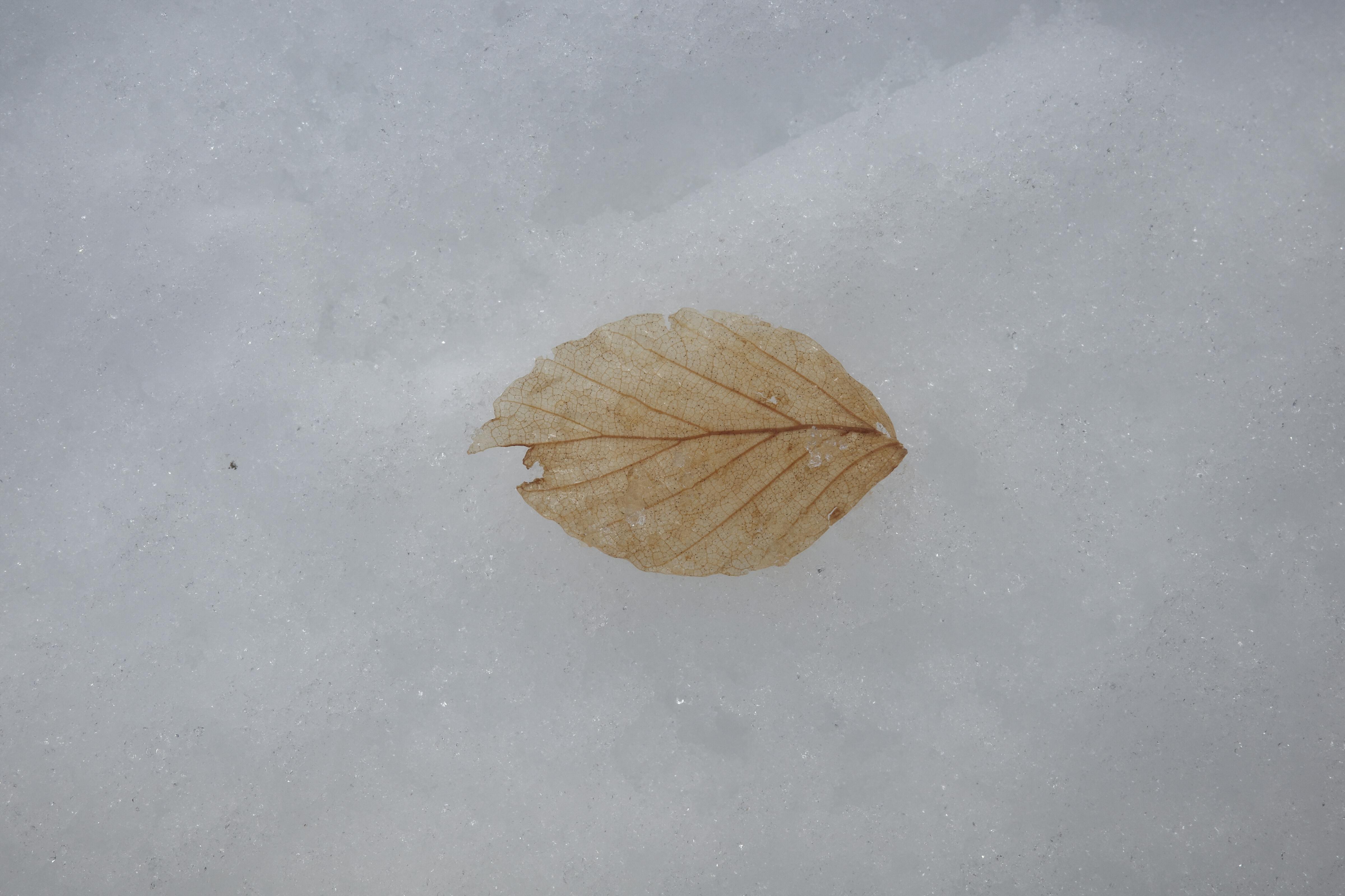 A single dry leaf rests on a snowy surface, creating a minimalist winter composition.