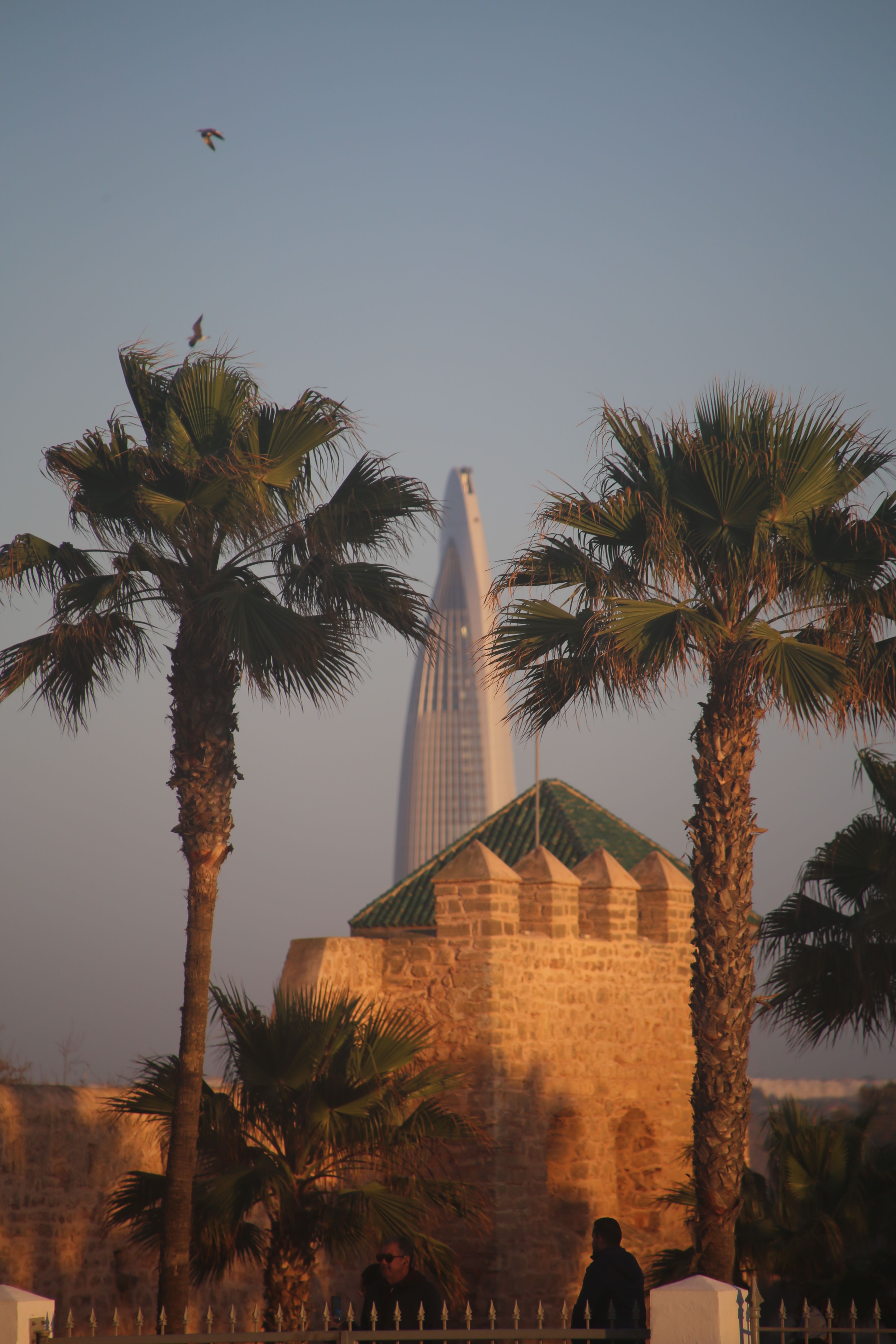 Modern Tower Behind Palm Trees in Riyadh · Free Stock Photo