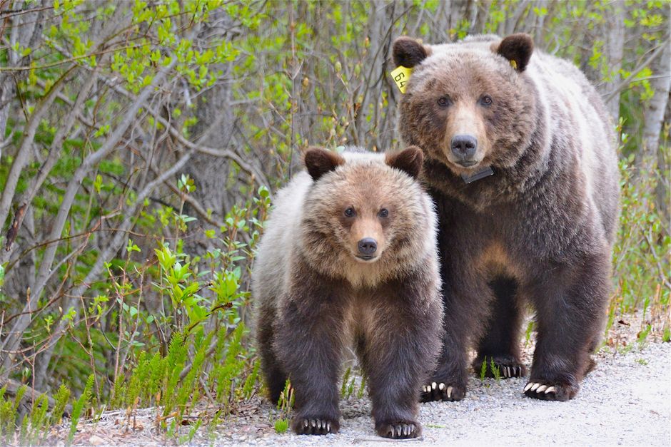 Vancouver Teens Arrested After Bear Spray Pokémon Card Robbery