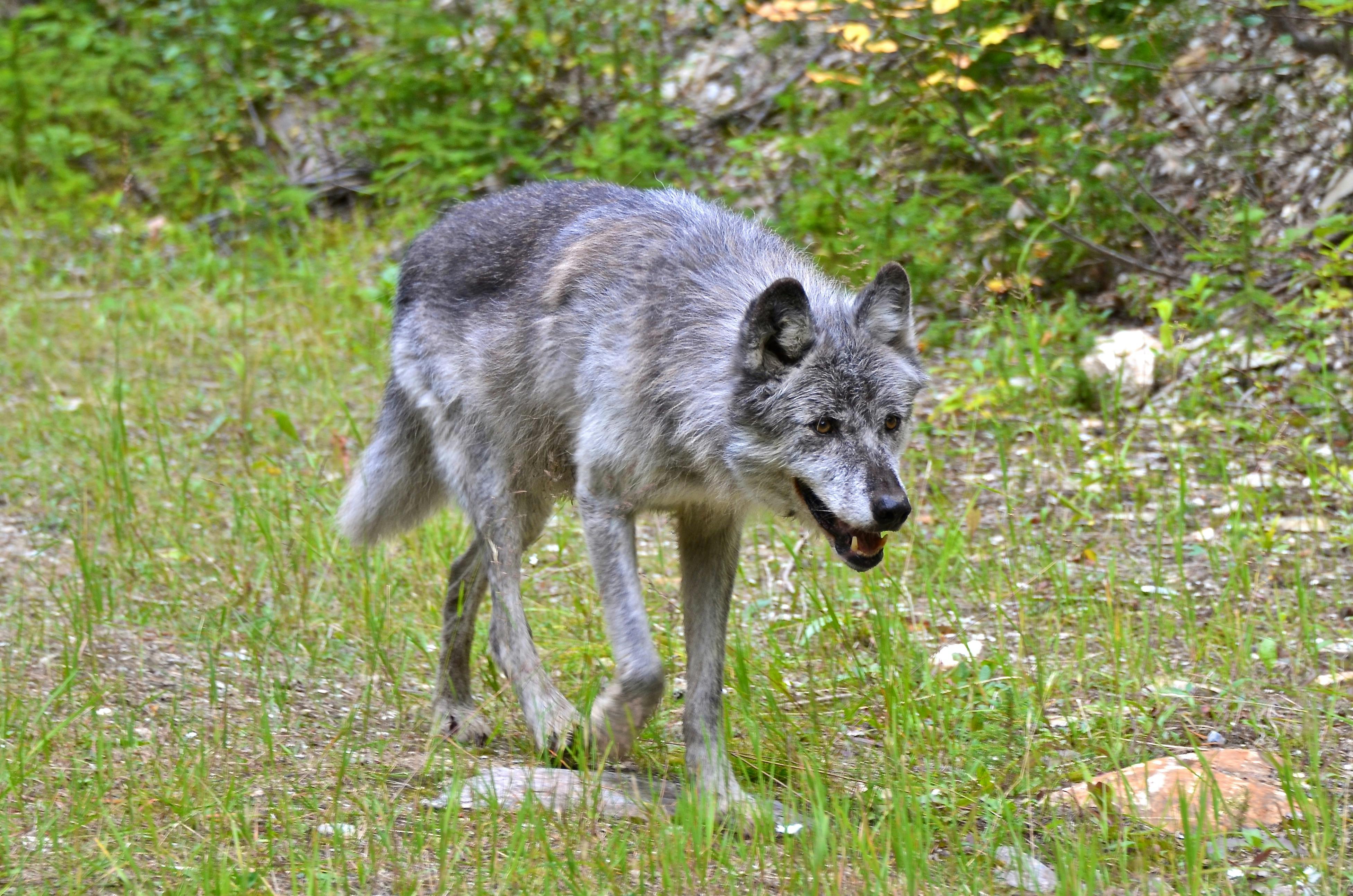 Close-up of a gray wolf walking through a forest clearing, showcasing its natural behavior.