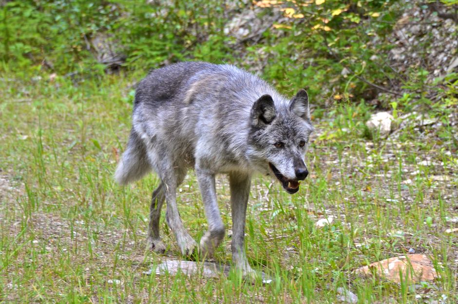 Close-up of a gray wolf walking through a forest clearing, showcasing its natural behavior.