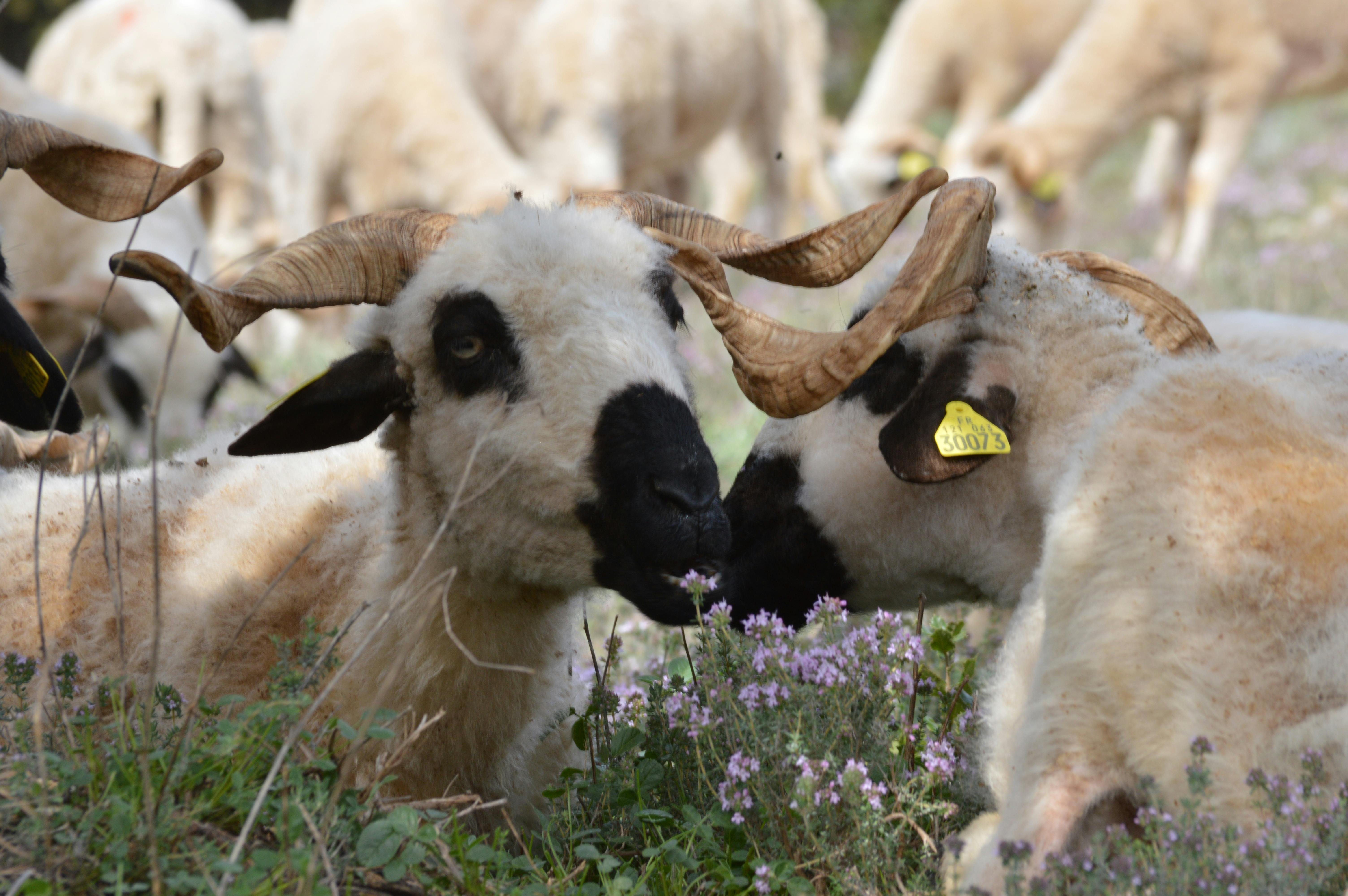 Gratuit Photos gratuites de agriculture, animaux, animaux domestiques Photos