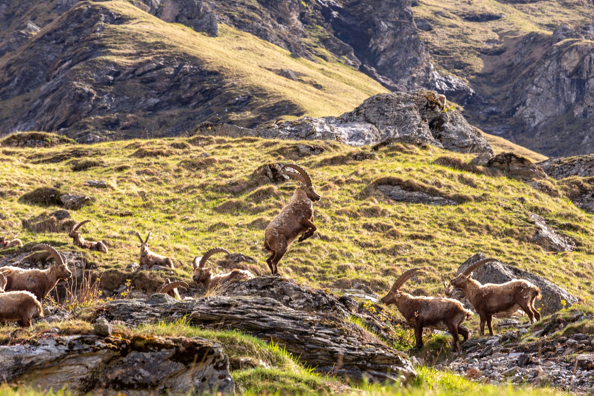 Harde de bouquetins gravissant un terrain rocheux en Auvergne-Rhône-Alpes