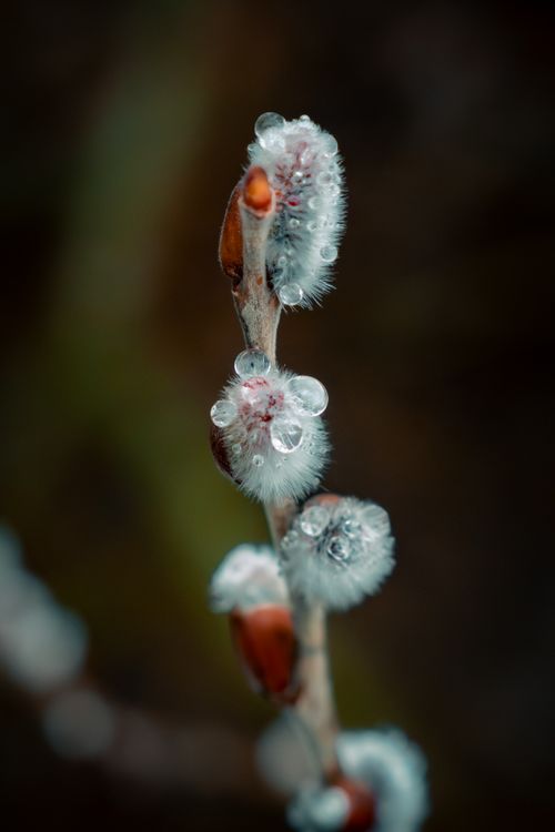 Free Macro photograph of dew-covered pussy willow buds, highlighting natural textures and colors. Stock Photo