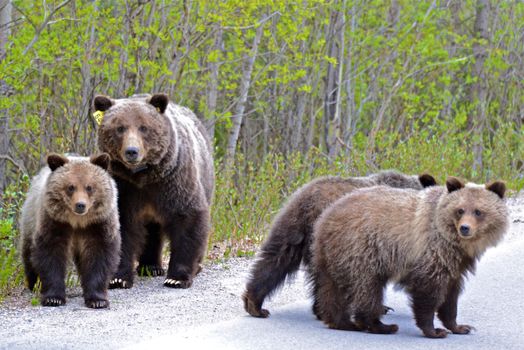 A family of grizzly bears spotted walking along a forest road during daytime.