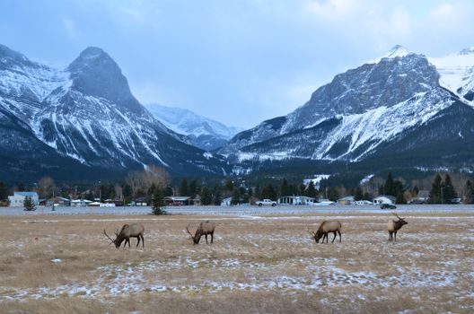 Elks graze under a snow-covered mountain range in a tranquil town setting during winter.