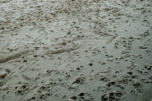 Free Photo of Footprints on Sandy Beach Stock Photo