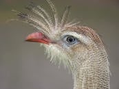 Close-up of Red-legged Seriema in Brazil