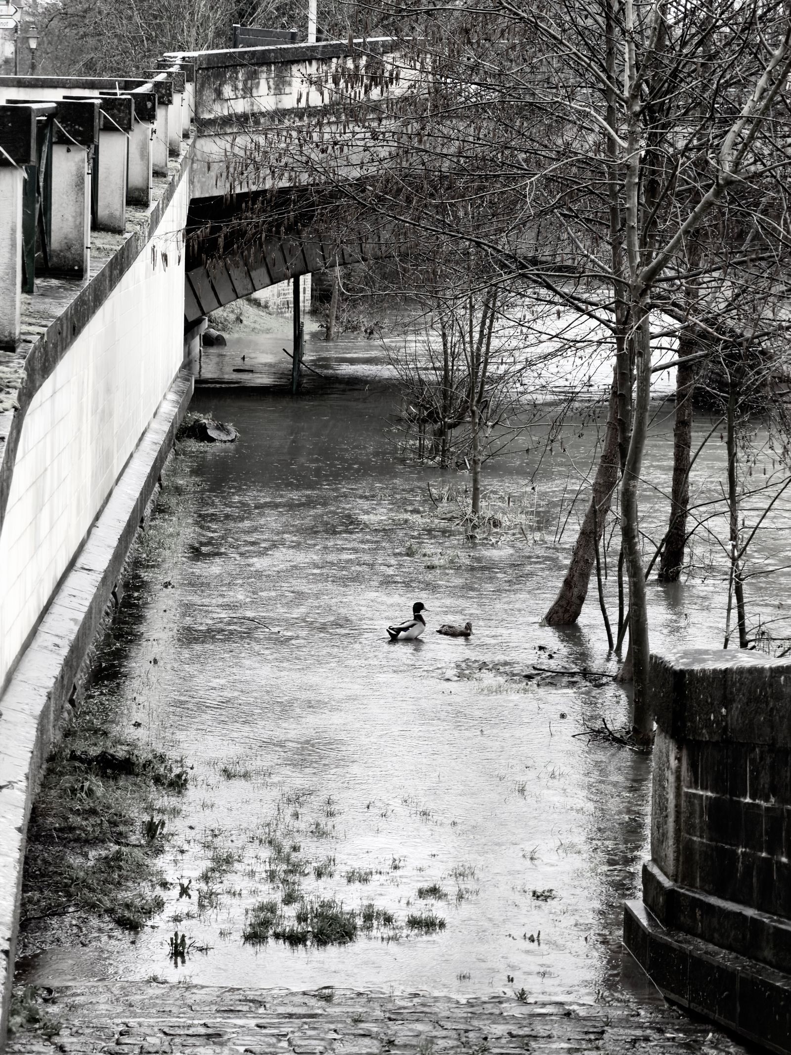Ducks swimming in a flooded canal under a bridge in Niort, France, during spring