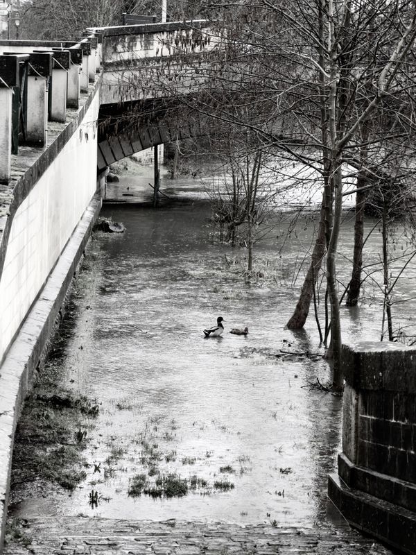 Ducks swimming in a flooded canal under a bridge in Niort, France, during spring