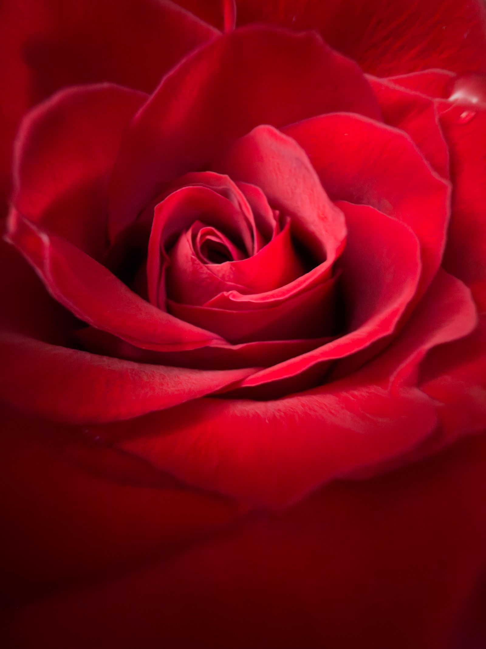 Gros plan macro sur les pétales en spirale d'une rose rouge profond