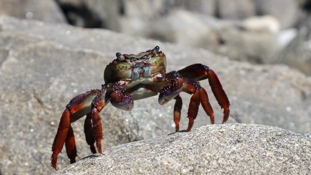 Close-up of a colorful crab perched on a rocky seashore, depicting marine life.