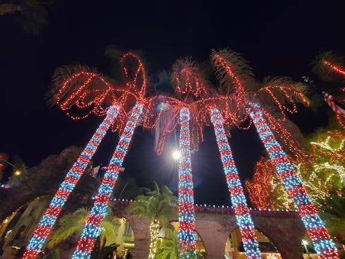 Free stock photo of christmas, palm tree Stock Photo