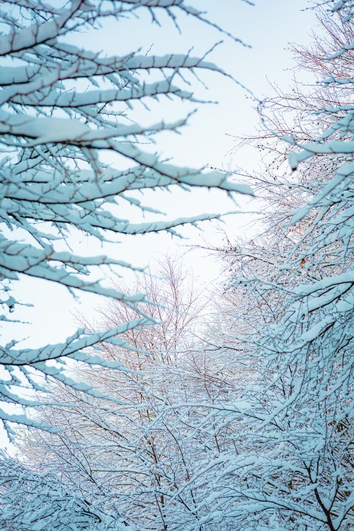 Free Serene winter forest with snow-laden branches, capturing the tranquility of nature in Čajniče. Stock Photo