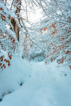 Serene snowy path through a picturesque winter forest in Čajniče, Bosnia and Herzegovina.