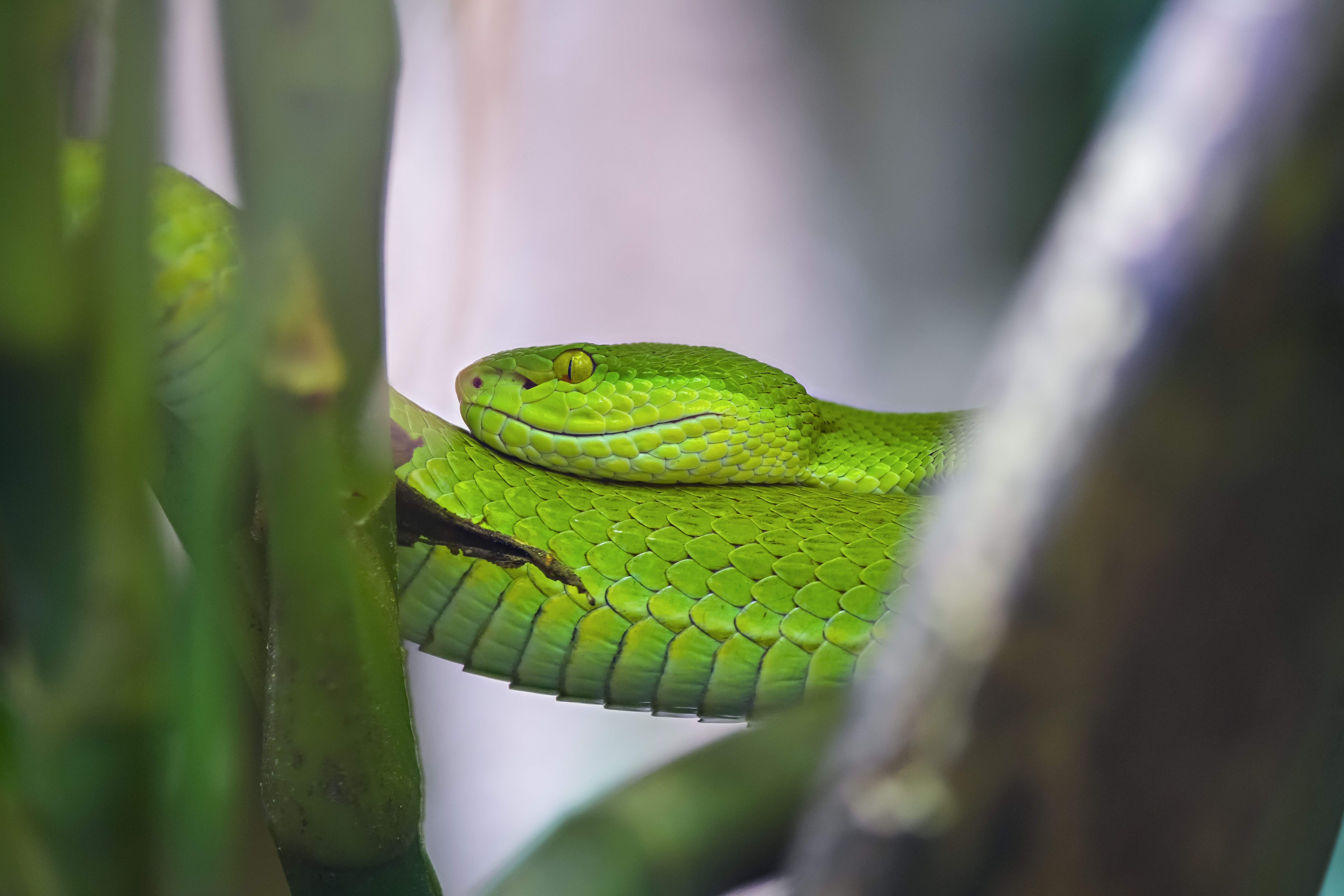 An intimate close-up of a vibrant green pit viper resting among bamboo in Wien.