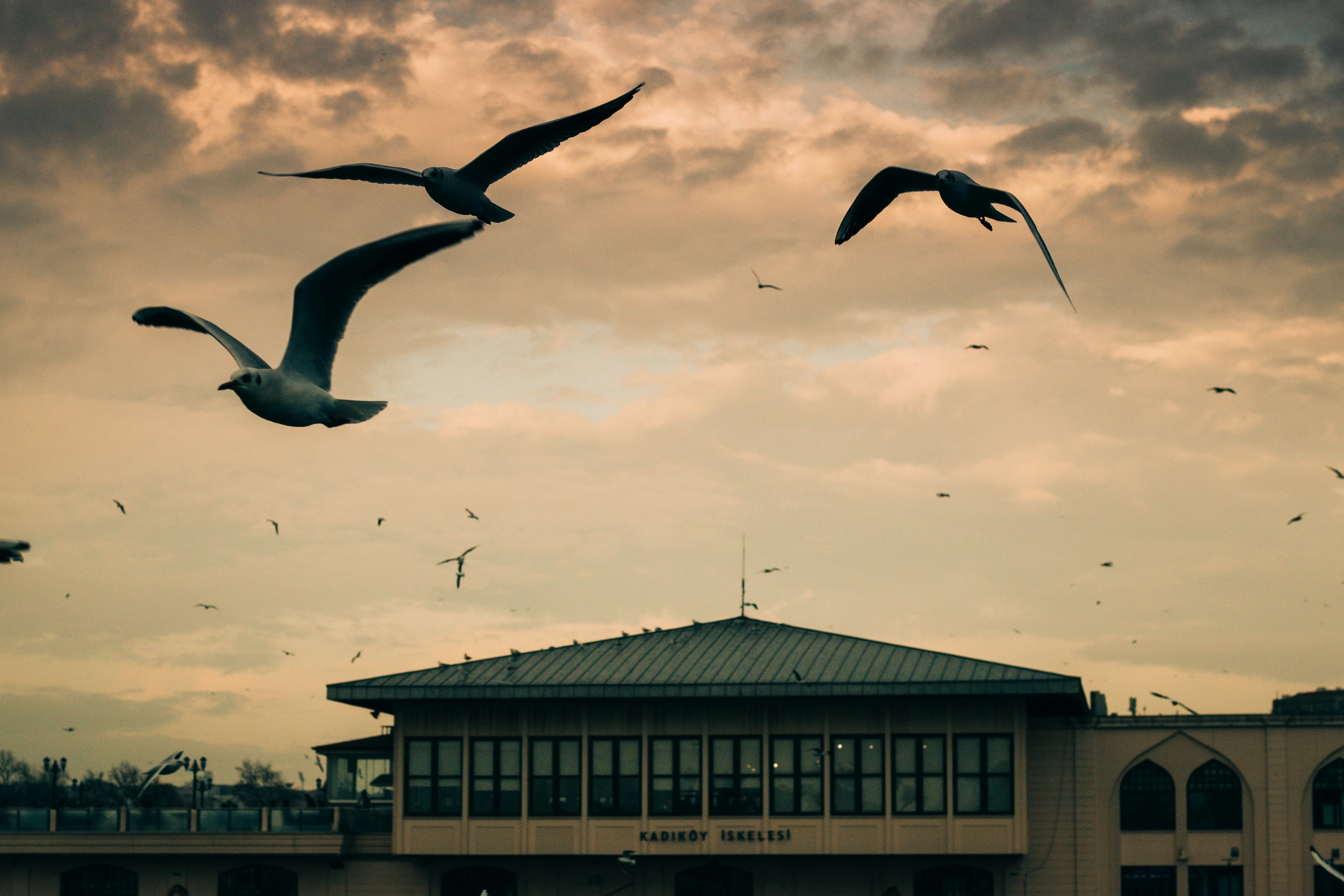 seagulls flying over modern buildings in evening sky