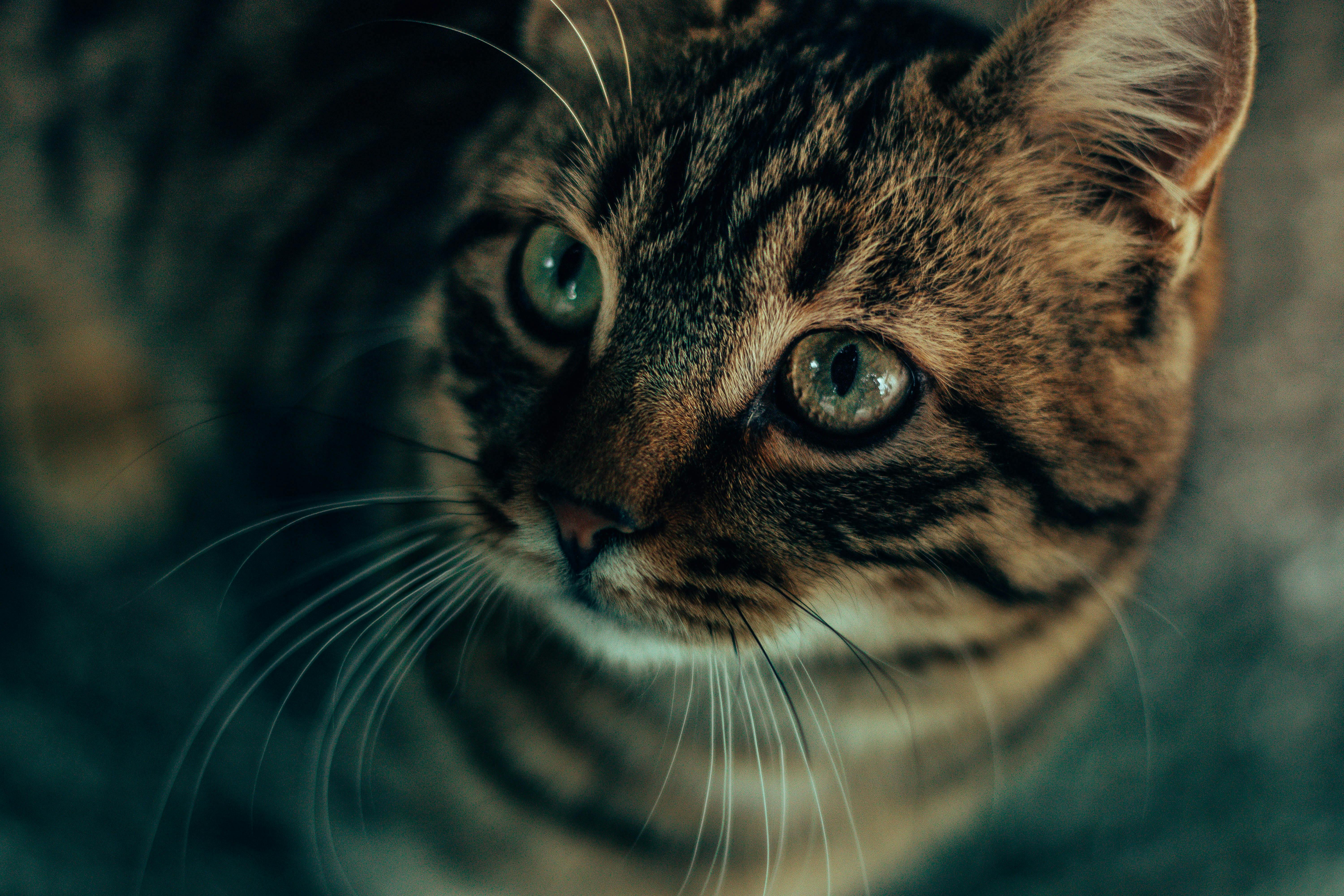 brown tabby kitten