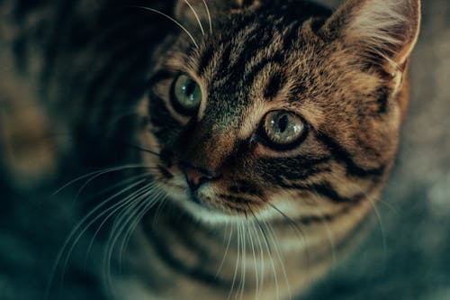 무료 클로즈업 사진에 갈색 줄무늬 고양이 스톡 사진