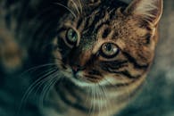 特写镜头捕捉了一只可爱的虎斑小猫，它有着引人注目的绿眼睛和柔软的皮毛，显得十分好奇