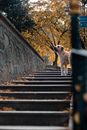 秋叶环绕的公园楼梯上，站着一只金毛猎犬