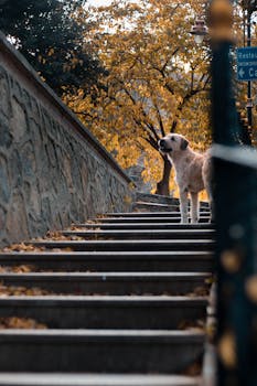 秋叶环绕的公园楼梯上，站着一只金毛猎犬