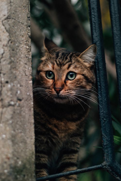 Free A captivating close-up of a tabby cat peering through a fence with a curious expression. Stock Photo