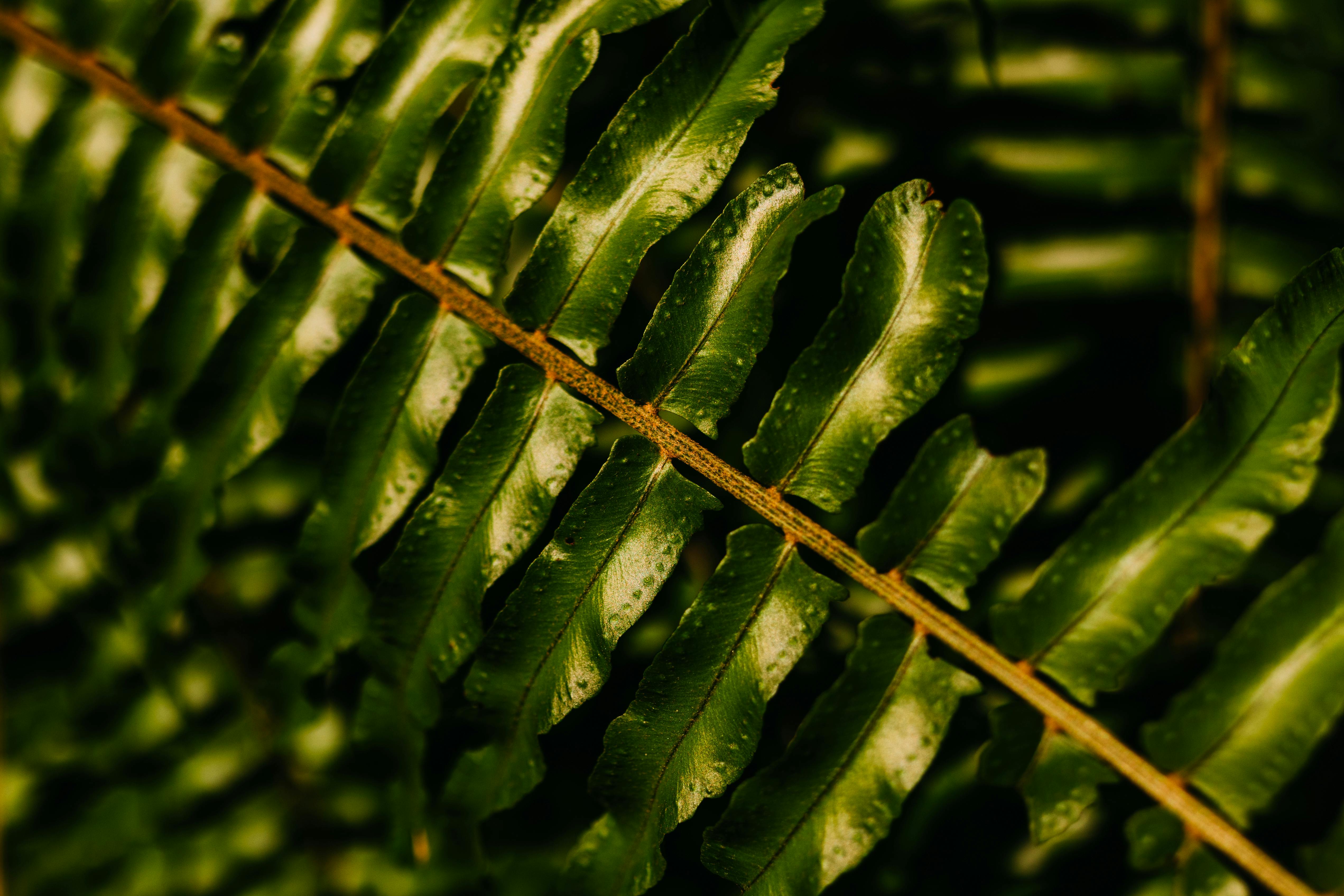 bezplatná Detailní pohled na svěží zelený list kapradiny, který představuje přirozenou krásu a texturu. Základová fotografie